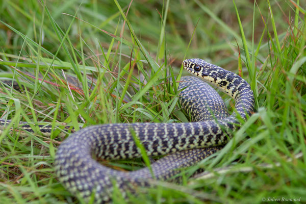 Couleuvre verte et jaune — Hierophis viridiflavus (Lacepède, 1789), (adulte), (Aignan (32), France, le 16/05/2025)