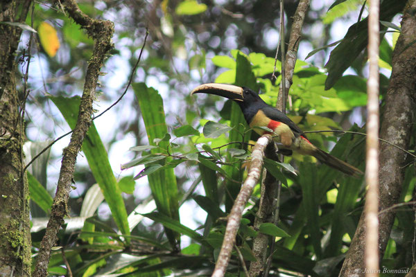 Araçari grigri — Pteroglossus aracari (Linnaeus, 1758), (Crique Gervais, Guyane, le 17/03/2016)