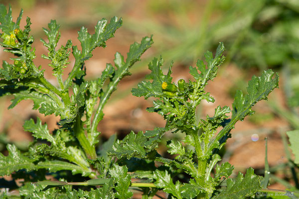 Séneçon commun — Senecio vulgaris L., 1753, (Safi (Marrakech-Safi), Maroc, le 24/01/2023)