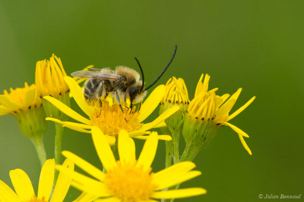 Collète lapin — Colletes cunicularius (Linnaeus, 1761), (réservoir de La Barne, Jû-Belloc (32), France, le 29/05/2018)