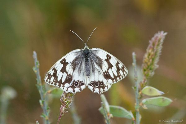 Échiquier ibérique — Melanargia lachesis (Hübner, 1790), (Parc naturel du lac de Sanabria (Zamora), Espagne, le 06/07/2022)