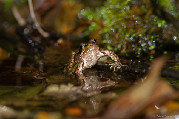 Grenouille Ibérique — Rana iberica Boulenger, 1879