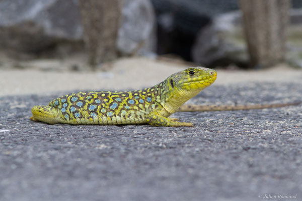 Lézard ocellé — Timon lepidus (Daudin, 1802)