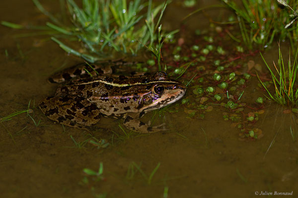 Grenouille de Pérez — Pelophylax perezi (Seoane, 1885), (Parc naturel du lac de Sanabria (Zamora), Espagne, le 05/07/2022)