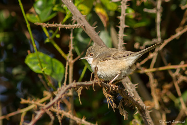 Fauvette mélanocéphale — Sylvia melanocephala (Gmelin, JF, 1789), (juvénile) (Bonifacio (2A), France, le 06/09/2019)