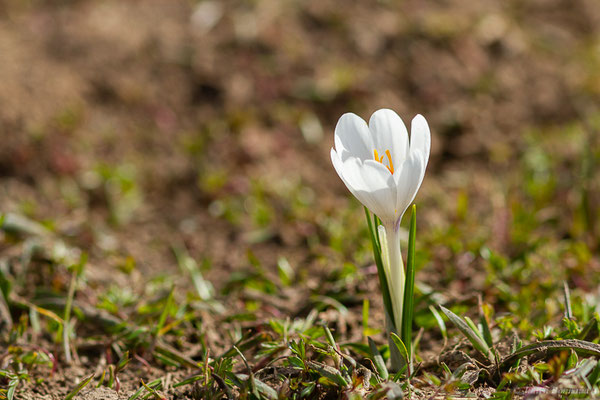Crocus printanier — Crocus vernus (L.) Hill, 1765