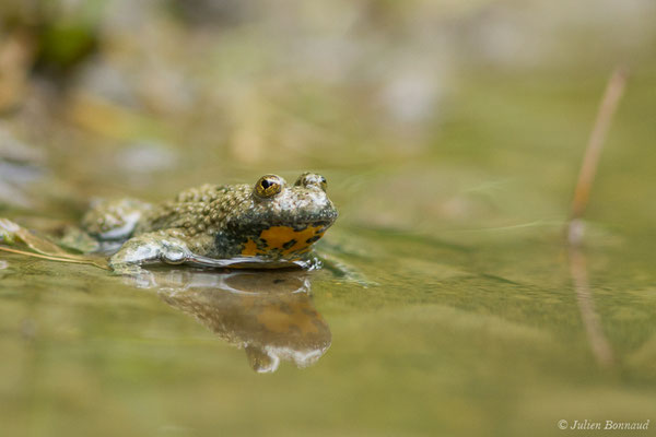 Sonneur à ventre jaune — Bombina variegata (Linnaeus, 1758)