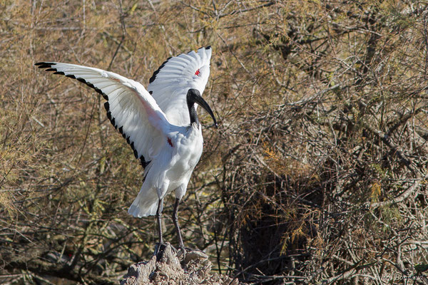 Ibis sacré — Threskiornis aethiopicus (Latham, 1790), (Parc ornithologique de Pont de Gau (13), France, le 20/02/2020)