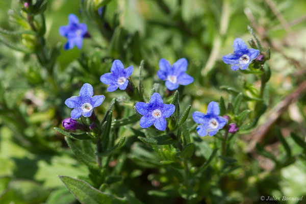 Grémil bleu-pourpre, Thé d'Europe — Aegonychon purpurocaeruleum (L.) Holub, 1973, (Domaine d'Abbadia, Hendaye (64), France, le 14/04/2021)