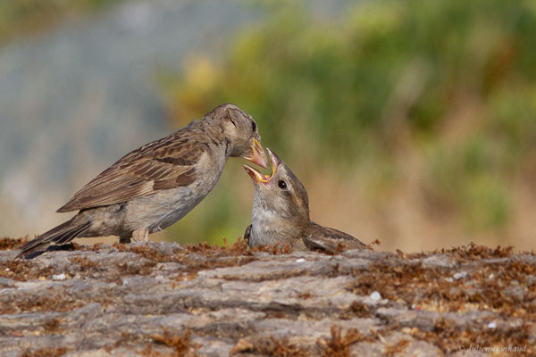 Moineau domestique — Passer domesticus (Linnaeus, 1758), (Anglet (64), France, le 10/08/2024)