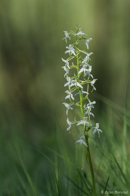 Platanthère à fleurs verdâtres — Platanthera chlorantha (Custer) Rchb., 1828, (Pihourc, Saint-Godens (31), France, le 21/05/2018)