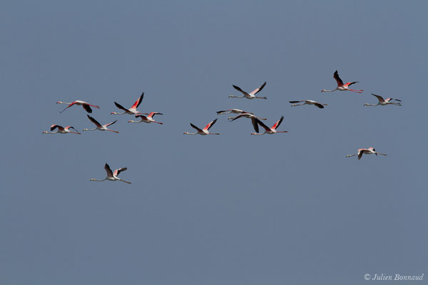 Flamant rose – Phoenicopterus roseus Pallas, 1811, (Ria Formosa (Faro), (Algarve), Portugal, le 01/09/2018)