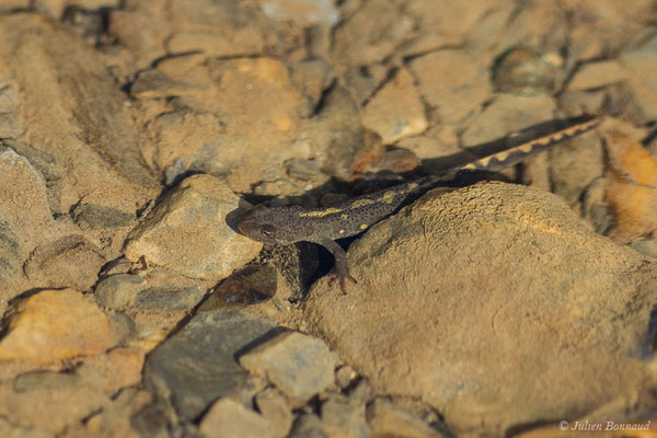 Calotriton des Pyrénées ou Euprocte des Pyrénées – Calotriton asper (Al. Dugès, 1852), (juvénile) (Col d'Aubisque, Béost (64), France, le 29/06/2019)