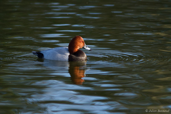 Fuligule milouin — Aythya ferina (Linnaeus, 1758), (mâle en plumage nuptial) (Parc écologique Plaiaundi, Irun, Espagne, le 20/12/2020)
