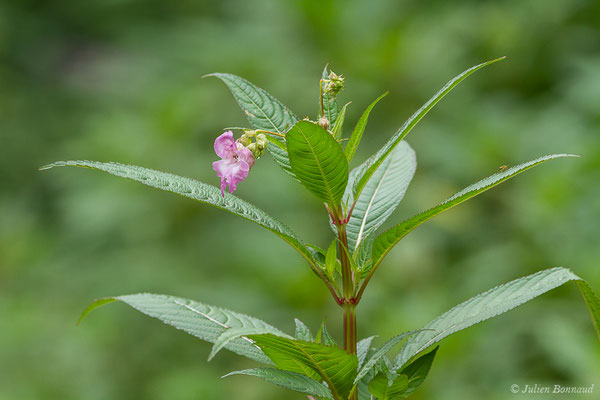 Balsamine de l'Himalaya ou Balsamine géante ou Balsamine rouge (Impatiens glandulifera) (Lacq (64), France, le 02/07/2020)