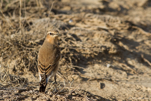 Traquet motteux — Oenanthe oenanthe (Linnaeus, 1758), (Bardenas Real, Tudela (Aragon), Espagne, le 30/09/2021)