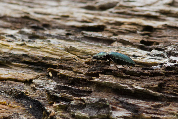 Sélatosome bronzé (Selatosomus aeneus) (Pierrefitte-Nestalas (65), France, le 20/05/2019)