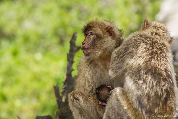 Magot, Macaque berbère, Macaque de Barbarie – Macaca sylvanus (Linnaeus, 1758), (Tarifa (Andalousie), Espagne, le 02/08/2020)