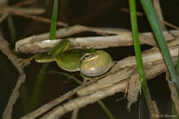Rainette méridionale – Hyla meridionalis Böttger, 1874, (Pihourc, Lieoux (31), France, le 10/04/2019)
