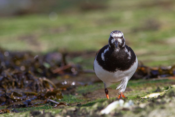 Tournepierre à collier — Arenaria interpres (Linnaeus, 1758), (Anglet (64), France, le 10/08/2024)