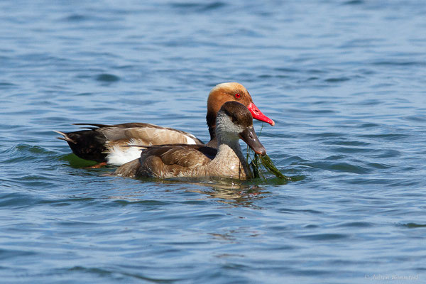 Nette rousse — Netta rufina (Pallas, 1773), (Parc Naturel du Delta de l'Ebre (Catalogne), Espagne, le 05/06/2022)