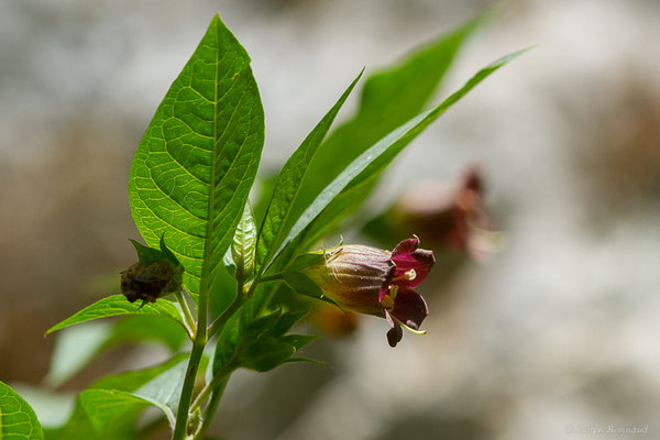 Belladone — Atropa belladonna L., 1753, (Etsaut (64), France, le 03/06/2022)