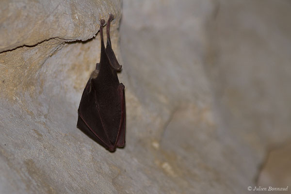 Petit rhinolophe — Rhinolophus hipposideros (Borkhausen, 1797)