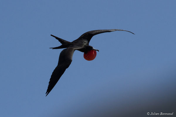 Frégate superbe — Fregata magnificens Mathews, 1914, (mâle adulte) (Île du Grand Connétable, Guyane, le 09/08/2017)