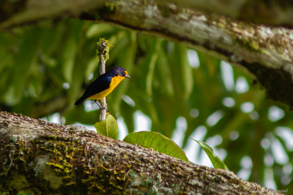Organiste teité — Euphonia violacea (Linnaeus, 1758)