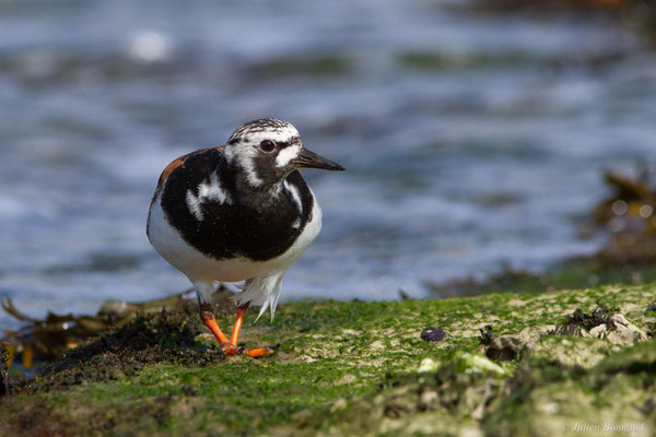Tournepierre à collier — Arenaria interpres (Linnaeus, 1758), (Anglet (64), France, le 10/08/2024)