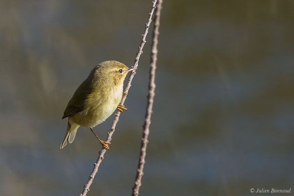 Pouillot véloce — Phylloscopus collybita (Vieillot, 1817), (Parc écologique Plaiaundi, Irun, Espagne, le 20/12/2020)