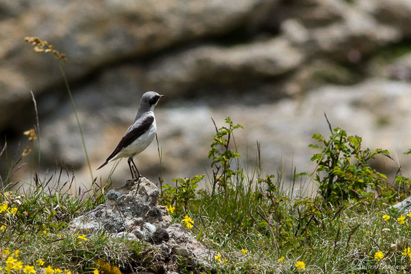 Traquet motteux — Oenanthe oenanthe (Linnaeus, 1758), (mâle adulte) (Col du Pourtalet, Laruns (64), France, le 22/06/2019)