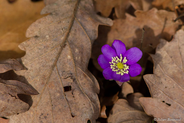 Anémone hépatique — Hepatica nobilis Schreb., 1771