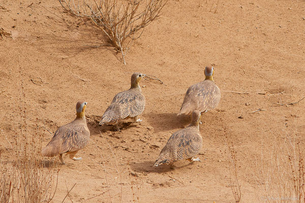 Ganga couronné — Pterocles coronatus Lichtenstein, 1823, (Parc national d'Iriqui (Souss-Massa-Draâ, Guelmim-Es Semara), Maroc, le 12/02/2023)