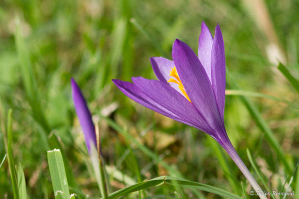 Crocus à fleurs nues — Crocus nudiflorus Sm., 1798