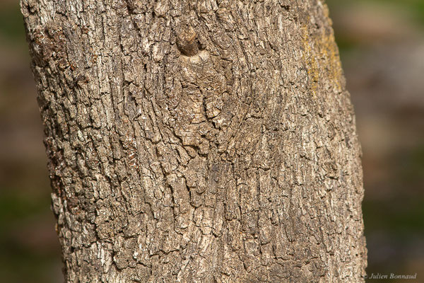 Chêne vert — Quercus ilex L., 1753, (Ouzoud (Béni Mellal-Khénifra), Maroc, le 21/02/2023)