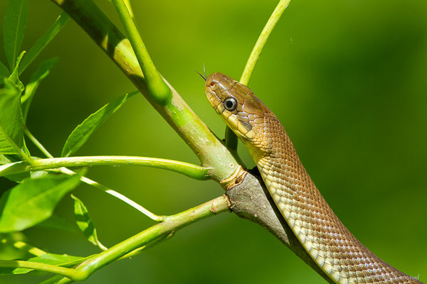 Couleuvre d'Esculape — Zamenis longissimus (Laurenti, 1768)