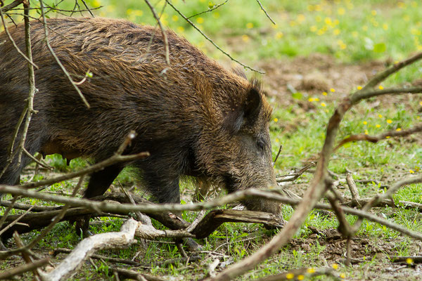 Sanglier — Sus scrofa Linnaeus, 1758, (La Ferme aux Cerfs, Le Houga (32), France, le 10/05/2023)