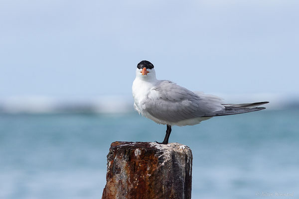Sterne royale — Thalasseus maximus (Boddaert, 1783), (adulte) (Saint-Anne, Guadeloupe, le 15/05/2016)