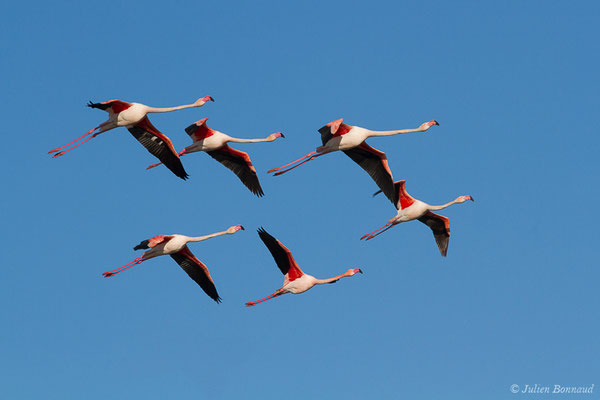 Flamant rose – Phoenicopterus roseus Pallas, 1811, (Parc ornithologique de Pont de Gau (13), France, le 20/02/2020)