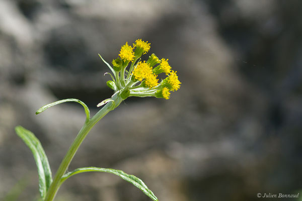 Séneçon à feuilles en spatule — Tephroseris helenitis (L.) B.Nord., 1978, (Etsaut (64), France, le 29/04/2019)