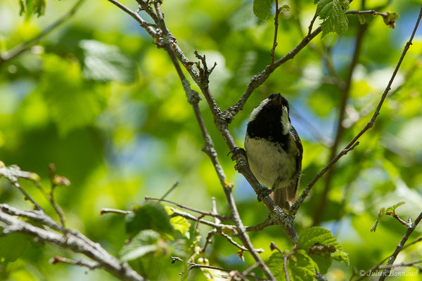 Mésange noire — Periparus ater (Linnaeus, 1758), (Sers (65), France, le 07/06/2019)
