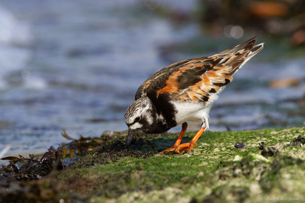 Tournepierre à collier — Arenaria interpres (Linnaeus, 1758), (Anglet (64), France, le 10/08/2024)