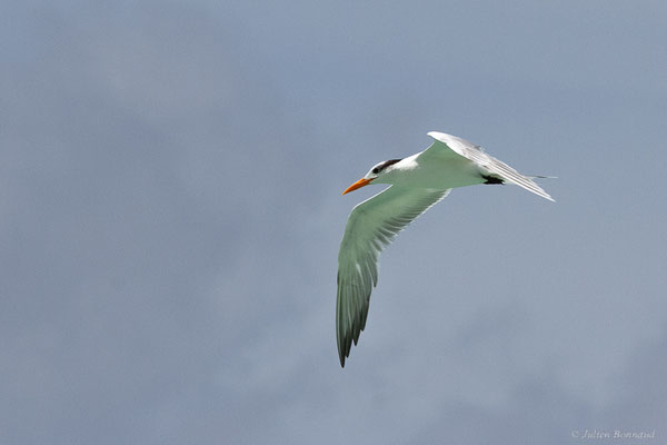 Sterne royale — Thalasseus maximus (Boddaert, 1783), (adulte) (Saint-Anne, Guadeloupe, le 15/05/2016)