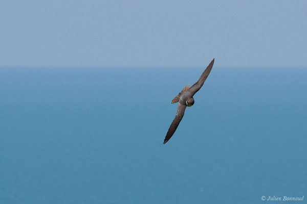 Faucon hobereau – Falco subbuteo Linnaeus, 1758, (Bidart (64), France, le 22/05/2019)