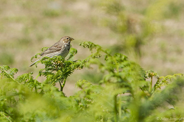 Bruant proyer — Emberiza calandra Linnaeus, (Adé (65), France, le 19/05/2021)