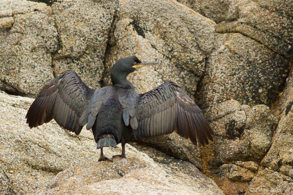 Cormoran huppé — Phalacrocorax aristotelis (Linnaeus, 1761), (Réserve naturelle nationale des Sept-Îles, Perros-Guirec (22), France, le 05/07/2021)