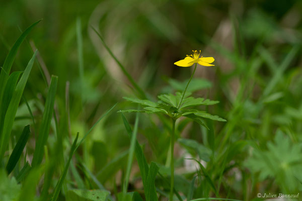 Anémone fausse-renoncule — Anemone ranunculoides L., 1753