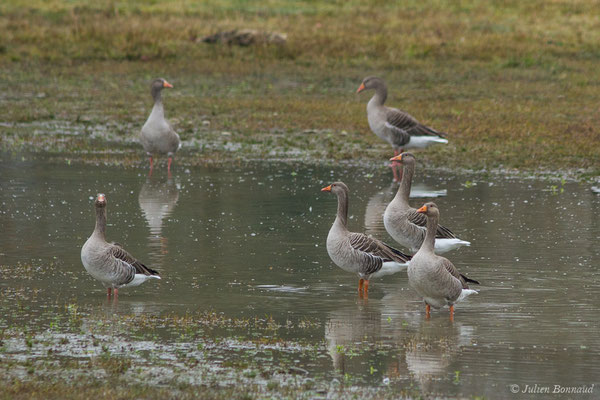 Oie cendrée — Anser anser (Linnaeus, 1758), (Saligue aux oiseaux, Orthez (64), France, le 29/12/2018)