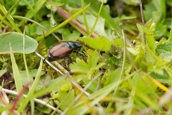 Amphimallon ruficorne (Station de ski de Gourette, Eaux Bonnes (65), France, le 15/06/2020)